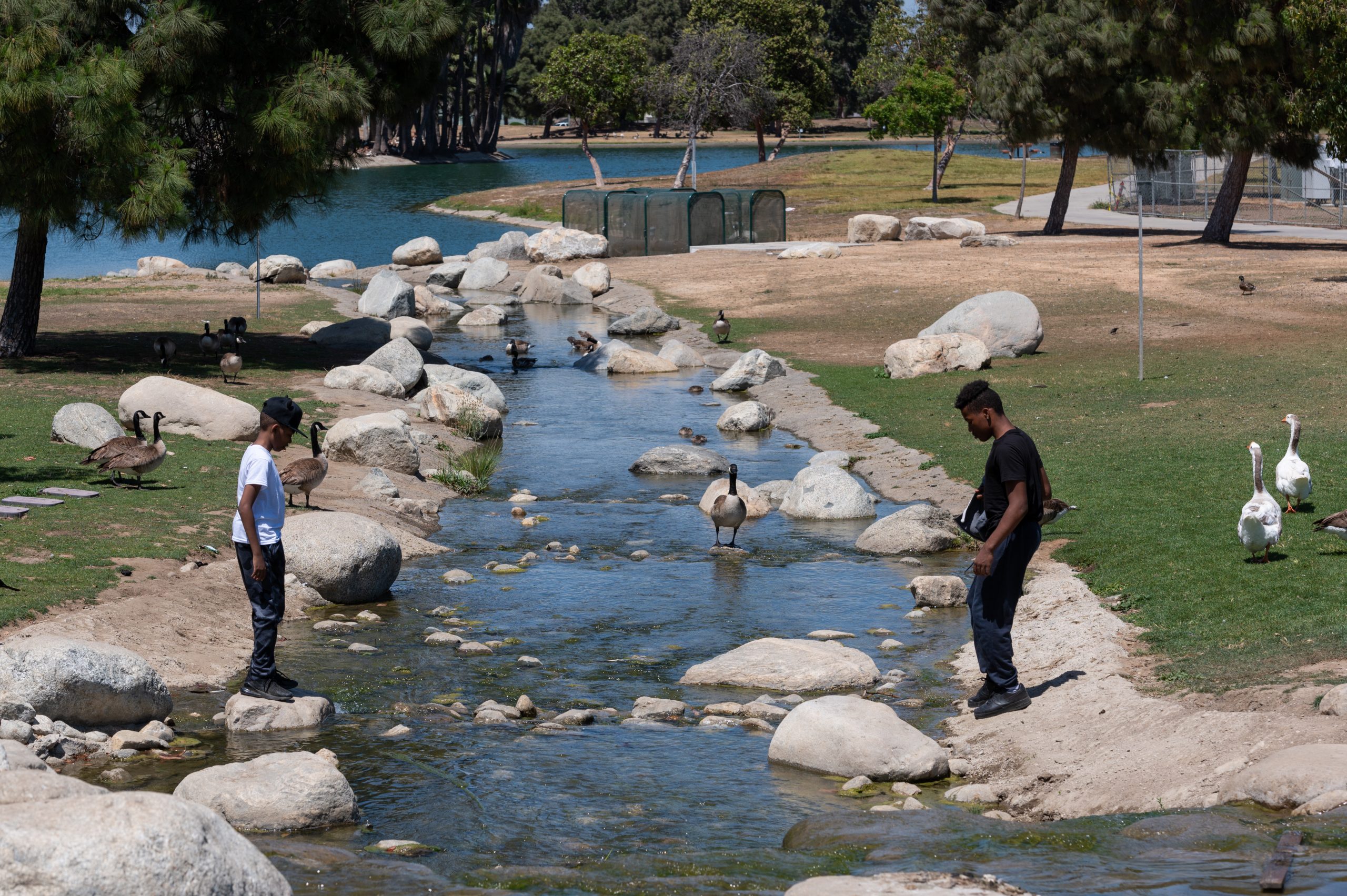 photo of a stream with wild geese.